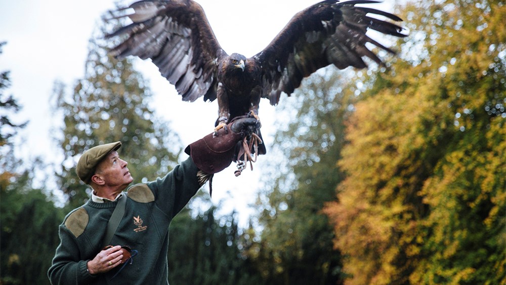 Introductory Falconry Lesson for Two