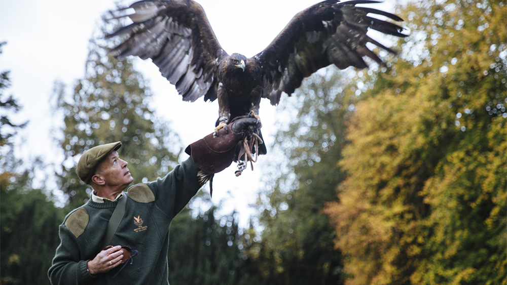 Introductory Falconry Lesson for One