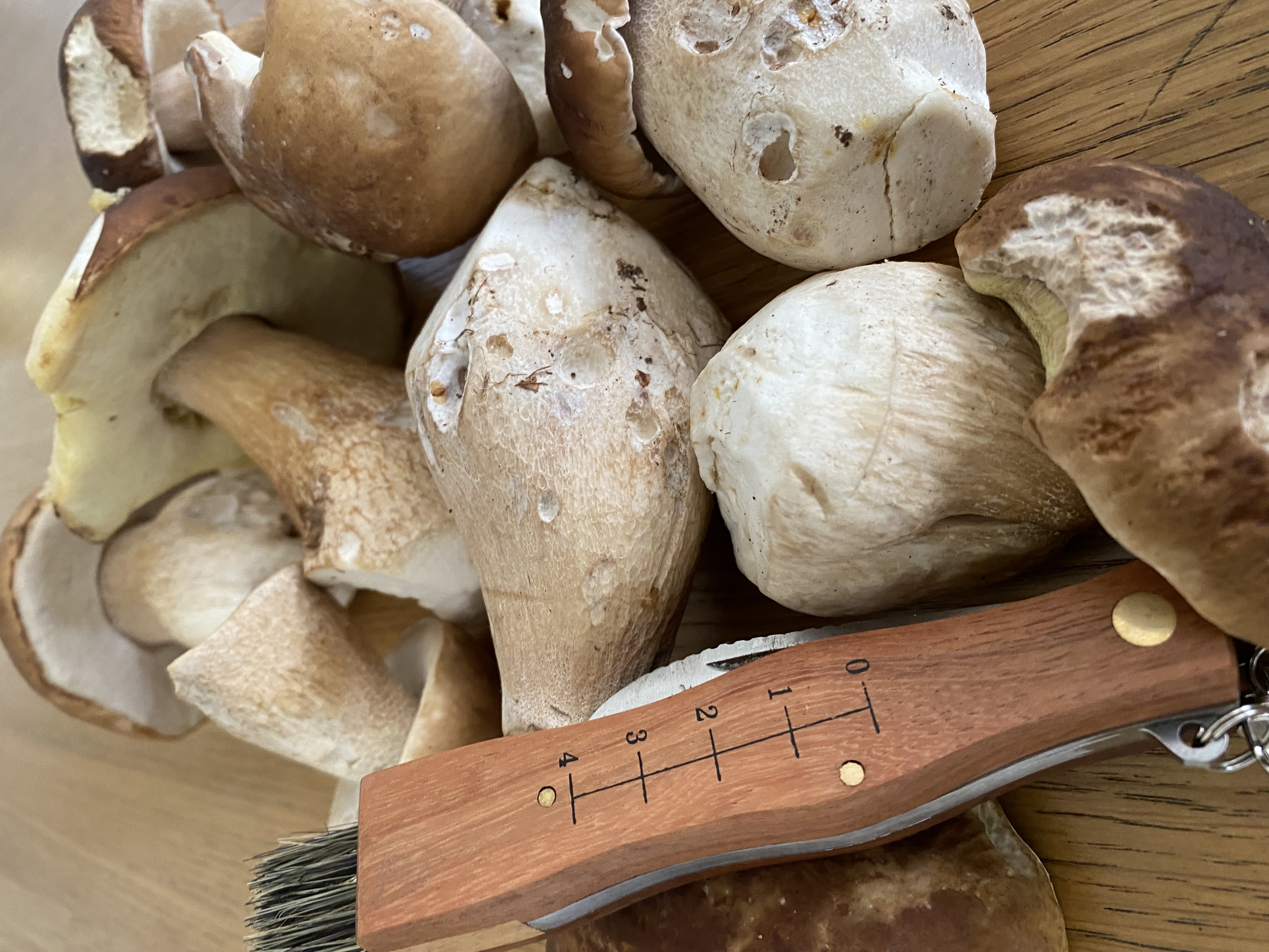 Forest Exploration and Mushroom Foraging Guided Walk with Lunch 13/10