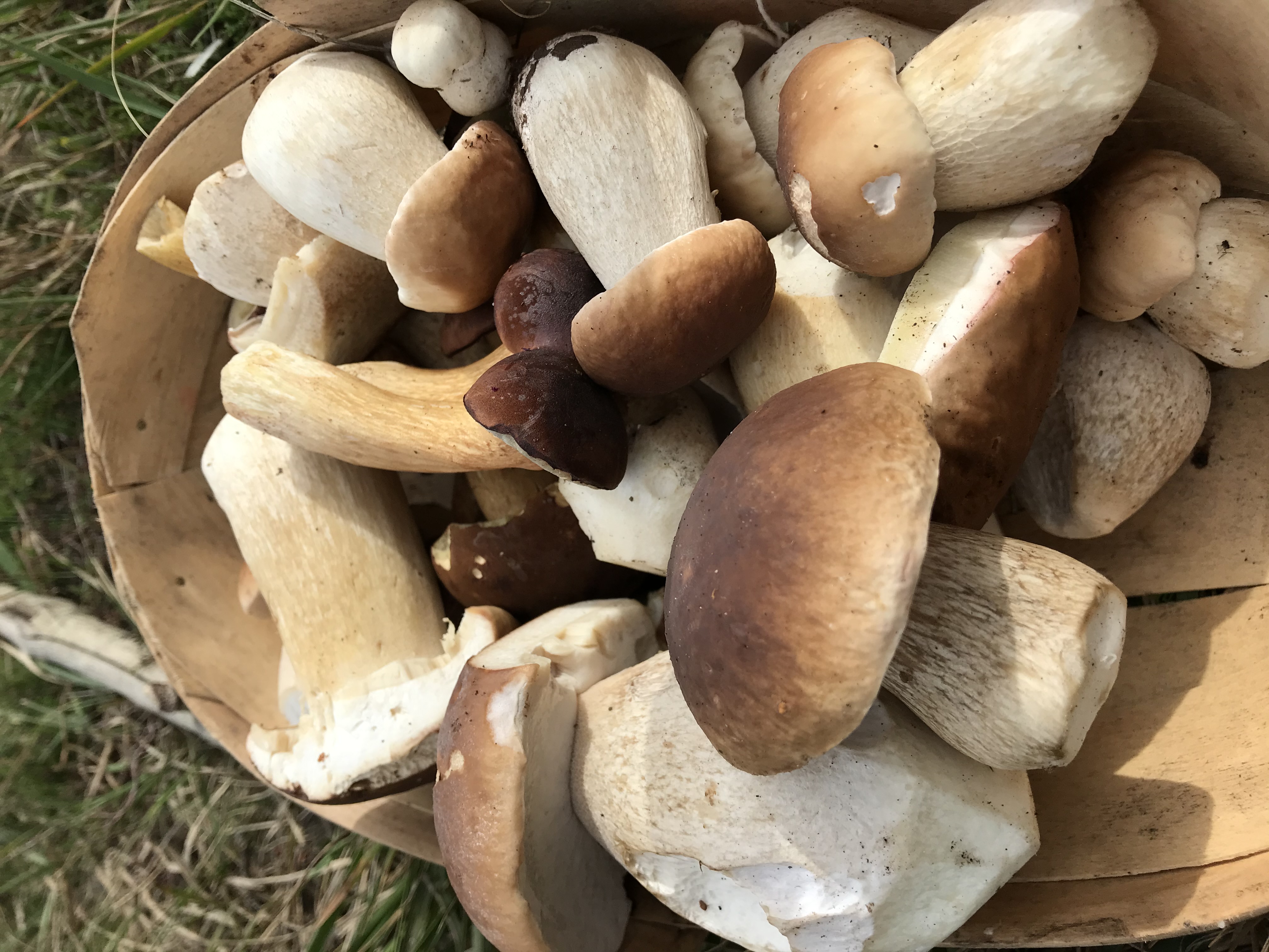Forest Exploration and Mushroom Foraging Guided Walk with Lunch 13/10