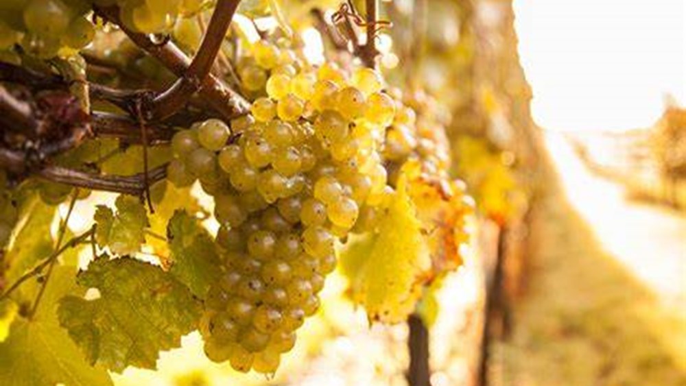 Bluebell Vineyard Estates Dinner and Wine Tasting - 11/05/2024