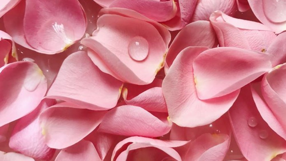 Petals of Romance