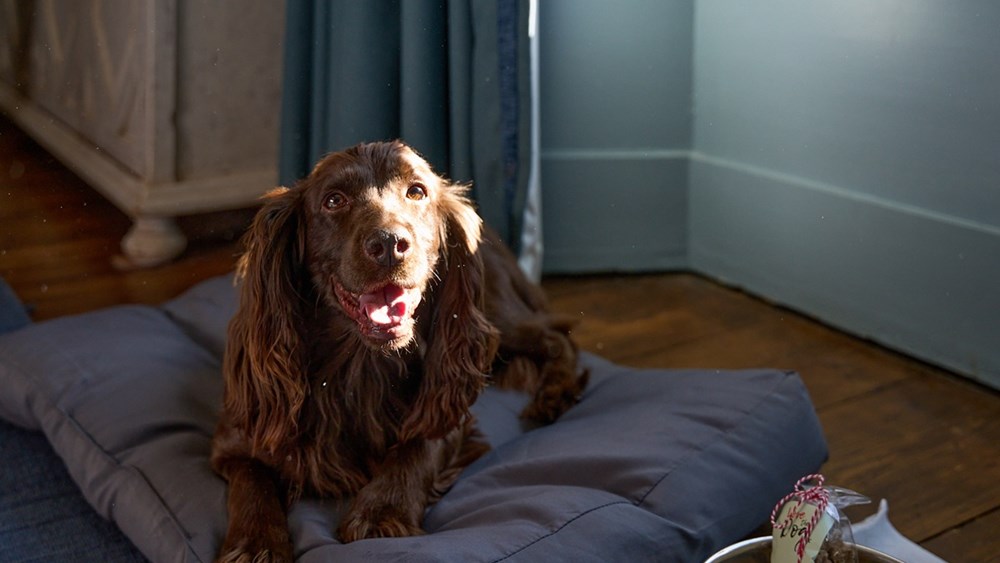 Pawsome Retreat for Two in Bushby Bacon Suite